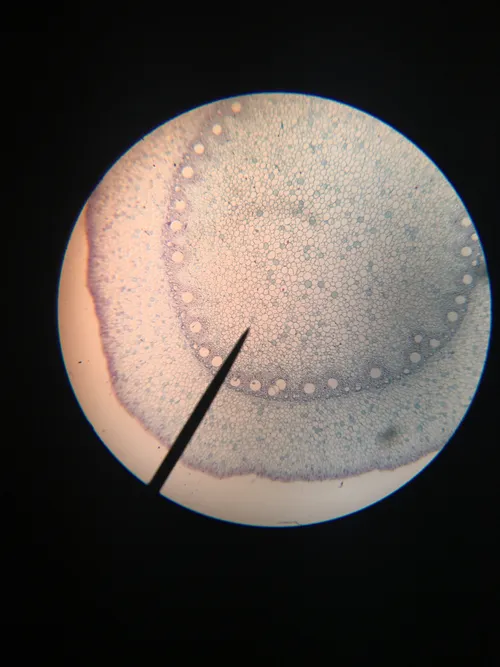 Slides-Corn Prop Root, c.s.