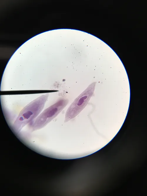 Slides-Paramecium caudatum w.m.