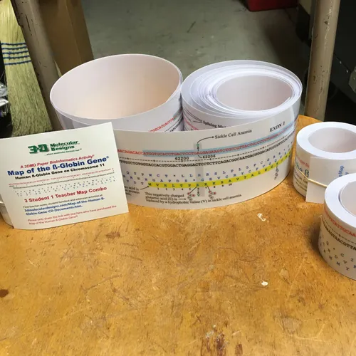 Molecular Biology-Beta Globin Gene Map