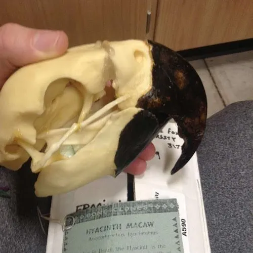 Skulls-Hyacinth Macaw Skull