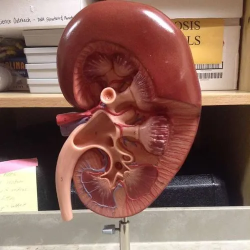 Models: Kidney Model