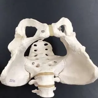 Anatomy-Female Pelvis
