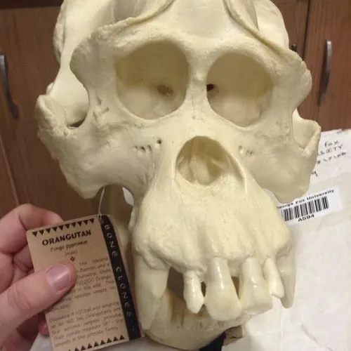 Skulls-Orangutan Skull