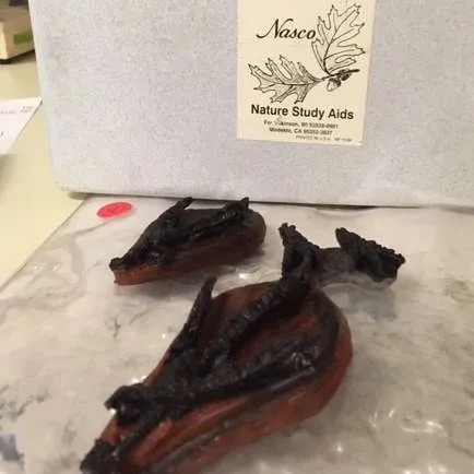 Ecology-Animal Tracks Kit