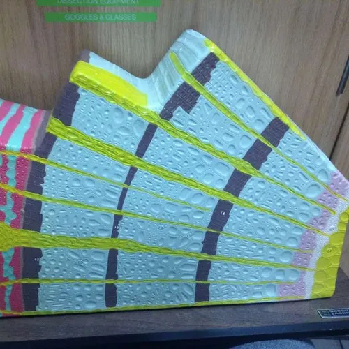 Models: Wood Cross Section Model