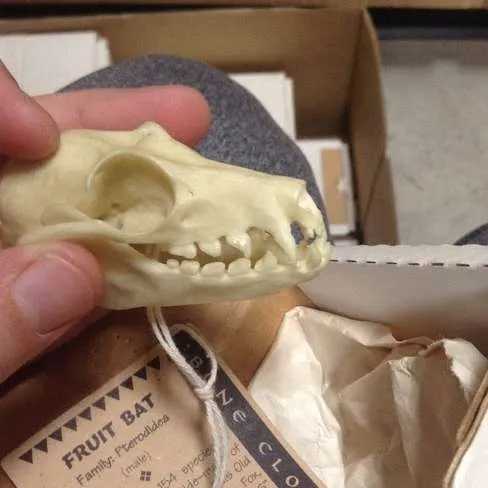 Skulls-Fruit Bat Skull