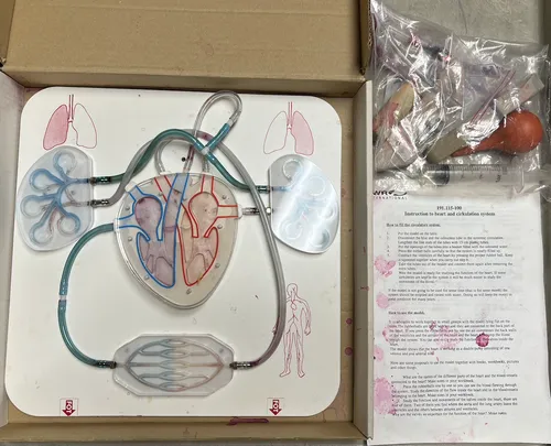 Models-Heart and Circulation Model 