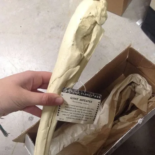 Skulls-Anteater Skull