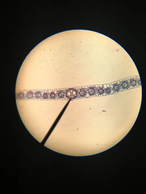 Slides-Corn Leaf (typical monocot) Zea c.s.