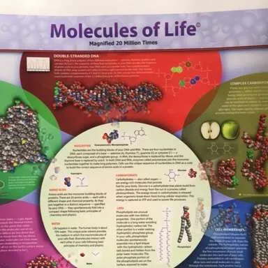Posters-Molecules of Life