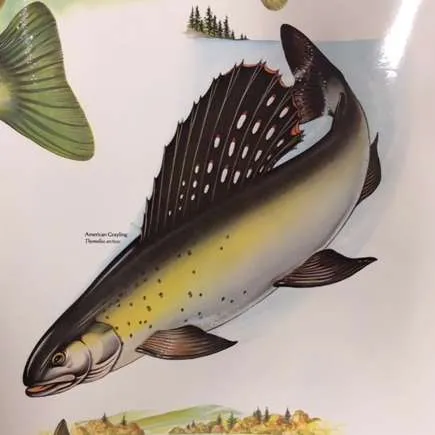 Posters-Fish, Forest fires catch fish too