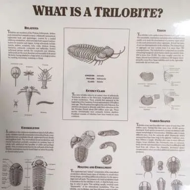 Posters-Trilobite; What is a trilobite?