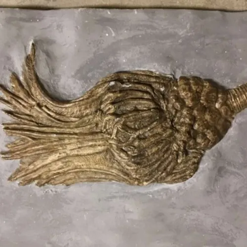 Fossils-Actinocrinites gibsoni Fossil (Mississippian) Indiana