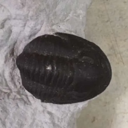 Fossils-Trilobite D, Basidechenella rowi