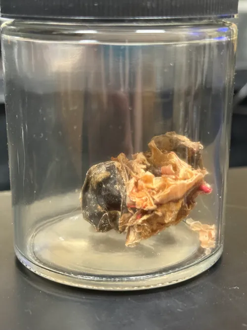 Shark Chondrocranium