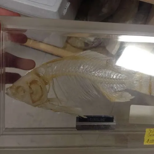 Skeletons-Perch w/ cover (Articulated)