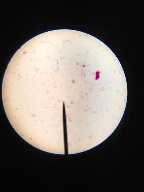 Slides-Typical Spirillum bacteria w.m.