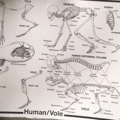 Posters-Owl Pellet Dissection - Human/Vole comparison