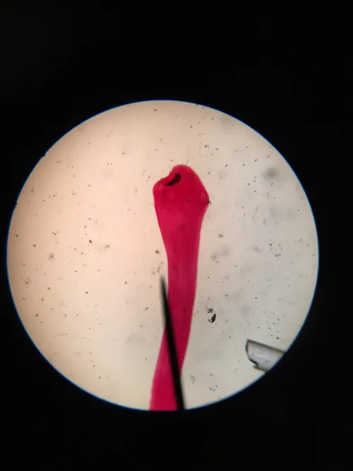 Slides: Taenia pisiformis Scolex (hooks/suckers of tapeworm)