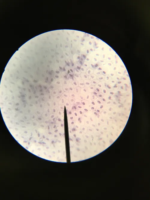 Slides-Amphibian simple squamous epithelium w.m.