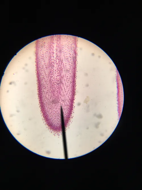 Slides: Onion Root Tip allium, l.s. (longitudinal section)