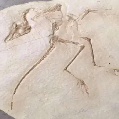 Fossils-Archaeopteryx lithographica
