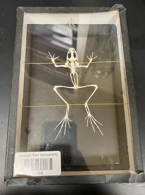 Skeletons-Frog (small)