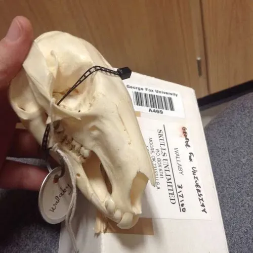 Skulls-Wallaby Skull