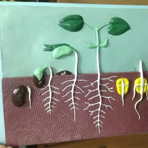 Models-Seed Germination