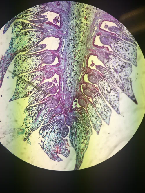 Slides: Pine, Young Ovulate Cone l.s.
