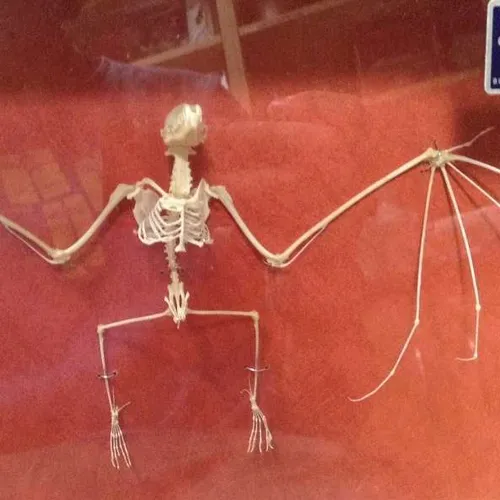 Skeletons-Bat w/ cover (Articulated)