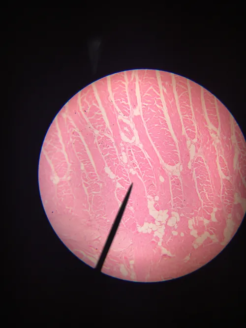 Slides: Mammal Skeletal Muscle