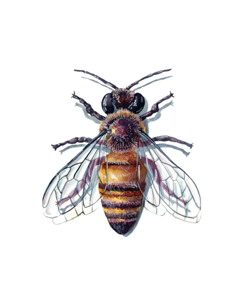 bees (hymenoptera)
