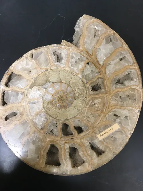 Fossils-Ammonite, light colored with crystals