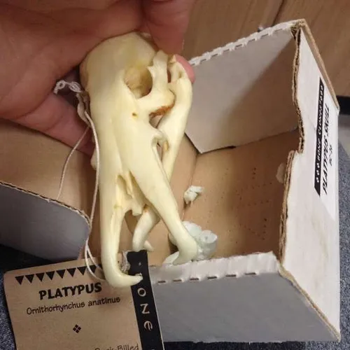 Skulls-Platypus Skull (Duck-billed)