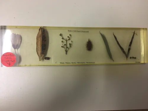 Ecology-Modes of Seed Dispersal Display