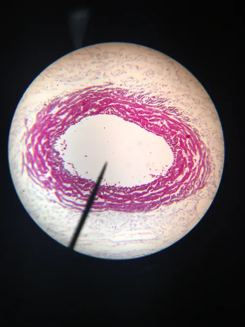 Slides-Mucous Tissue Human