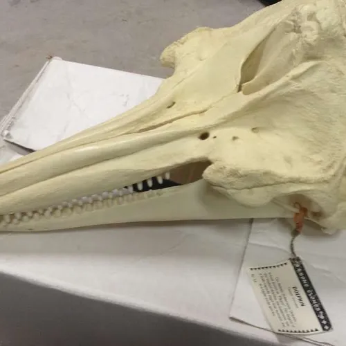 Skulls-Dolphin Skull