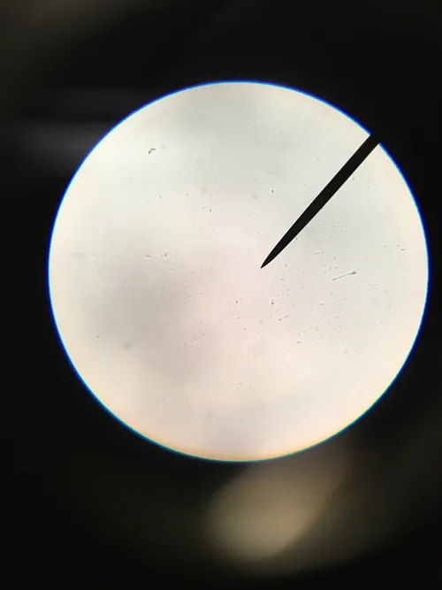 Slides-Bacteria Coccus Gram Positive