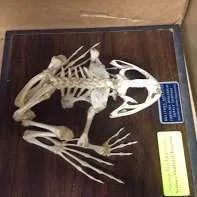 Skeletons-Frog (Large)