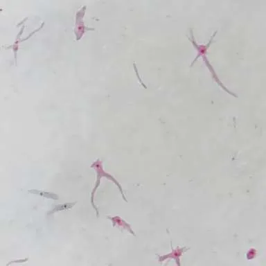 Slides-Amoeba proteus w.m.