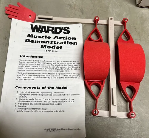 Models-Muscle Action Demonstration