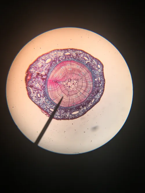 Slides: Pine, Older Stem, c.s.