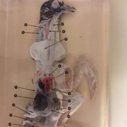 Animals (Preserved)-Pigeon Dissection