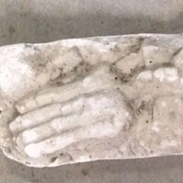 Fossils-Actinocrinites gibsoni - white