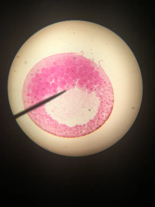 Slides: Frog Blastula rep. sag. sec.