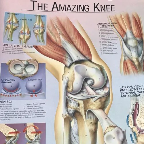Poster: The Amazing Knee