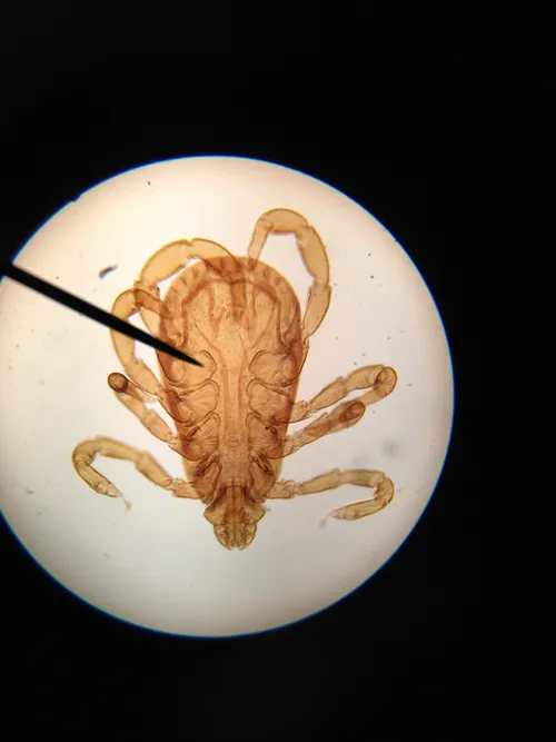 Slides: Rhipicephalus sanguineus (tick) w.m.