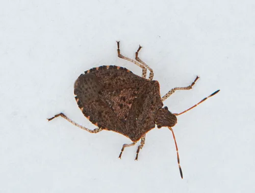 stink bugs- specimen (halyomorpha halys)