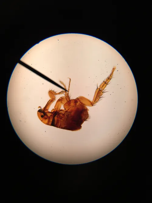 Slides-Ctenocephalides (flea) w.m.